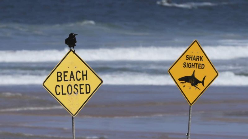 Man in critical condition after third Sydney shark attack