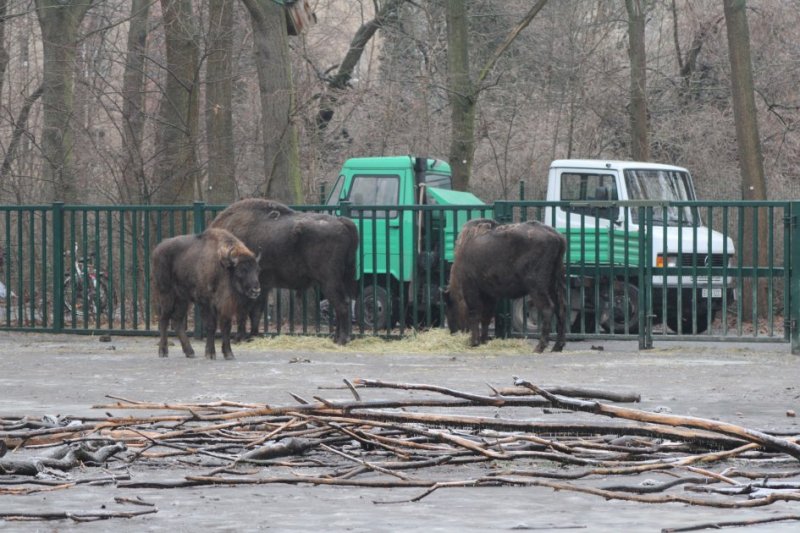 Another 18 bison brought to Azerbaijan from Germany