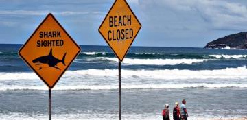 Australia shuts dozens of east coast beaches after shark attacks