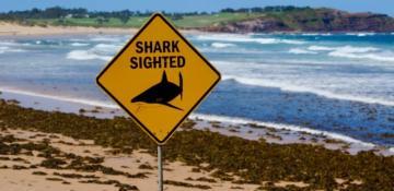 Boy, 12, dies from injuries after Sydney shark attack