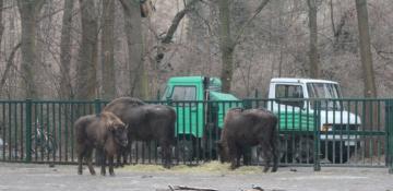 Another 18 bison brought to Azerbaijan from Germany