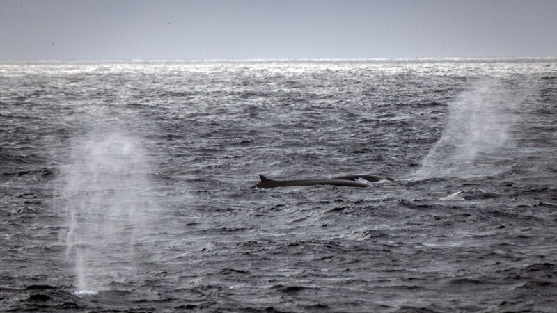 Over 10% of world's oceans now under protection