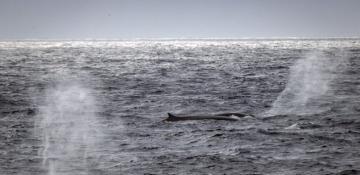 Over 10% of world's oceans now under protection