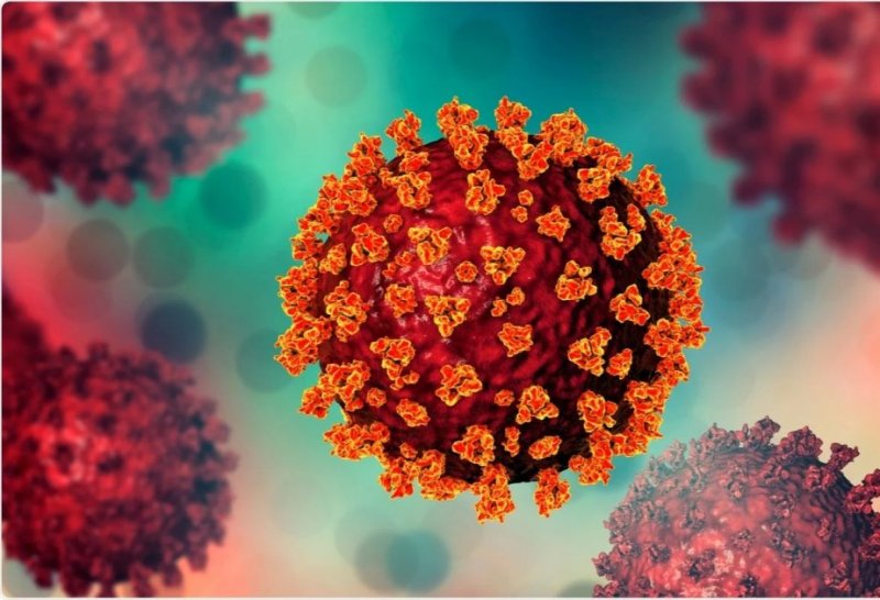 China reports no human infections of Andes virus