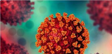 China reports no human infections of Andes virus