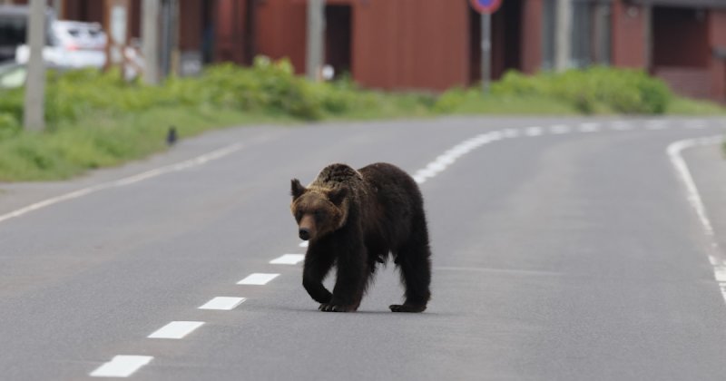 Four injured in bear attacks in northeast Japan