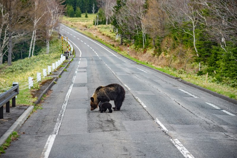 Bear attack suspected after woman's body found in Japan