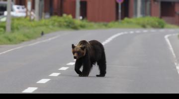 Four injured in bear attacks in northeast Japan