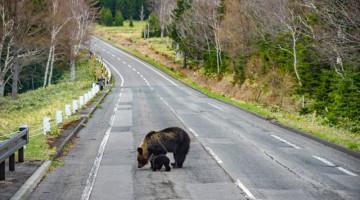 Bear attack suspected after woman's body found in Japan