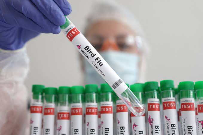 New Zealand confirms 2nd case of H5 bird flu in native bird