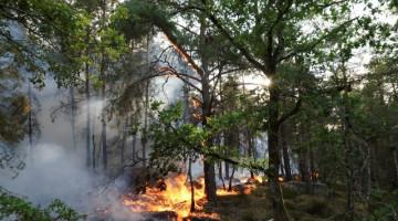 France wildfires spread as police arrest two suspected arsonists