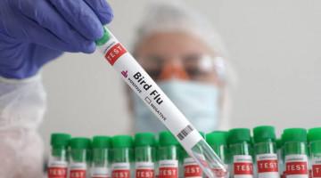 New Zealand confirms 2nd case of H5 bird flu in native bird