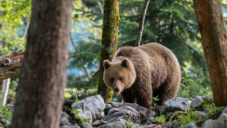 Bear kills young woman after attacking tourist tent in Russia's Altai