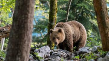 Bear kills young woman after attacking tourist tent in Russia's Altai